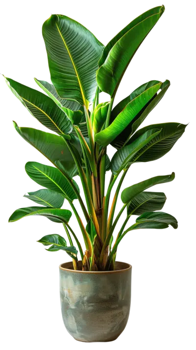 tall house plant